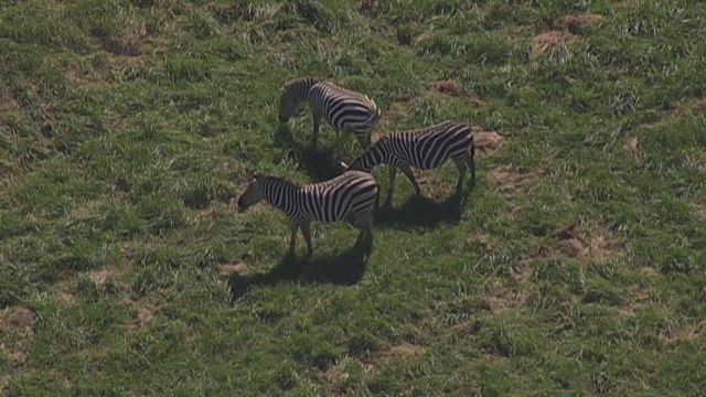 Zebras on the loose after escaping from farm, Congresswoman denies responsibility