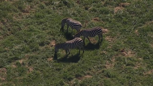 Zebras spotted on the loose in Maryland 
