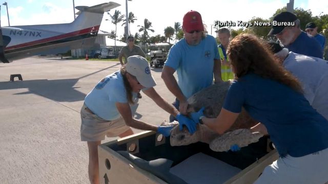 First class: Sea turtle takes flight 
