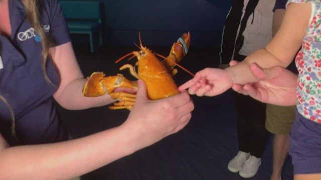 Rare orange lobster is a 1-in-30-million find