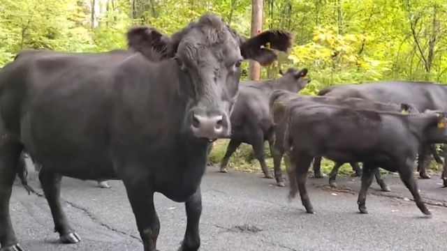 Moo-ve over: Cows escape in Massachusetts 
