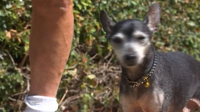 Incredible: Dog survives coyote attack 
