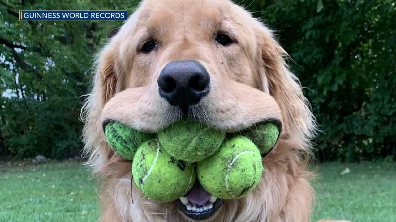 Dog eats clearance tennis ball