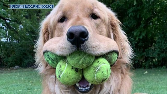 Golden retriever earns world record for most tennis balls held in a dog's mouth 