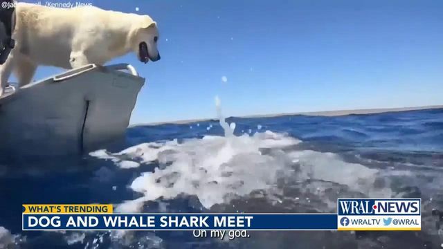 Unlikely friends: Dog comes face-to-face with whale shark 