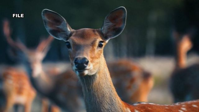 Ammo shortage could impact deer season 