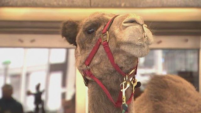 Christmas preparations: Live Nativity animals blessed ahead of holiday rehearsals 