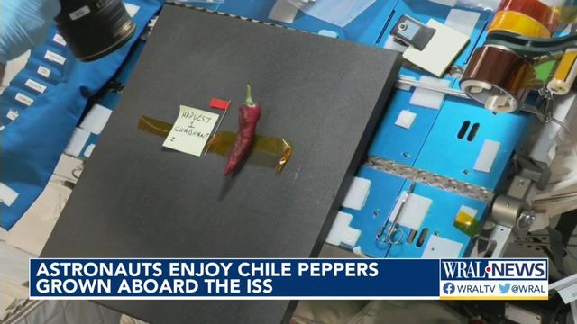 Out of this world! Astronauts enjoy chili peppers grown in space 