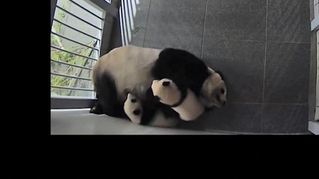 Panda mom simultaneously feeds cubs for first time ever 
