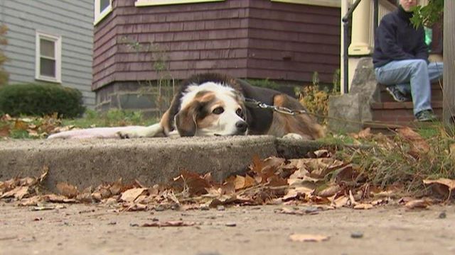  Massachusetts community rallies around beloved neighborhood dog with cancer