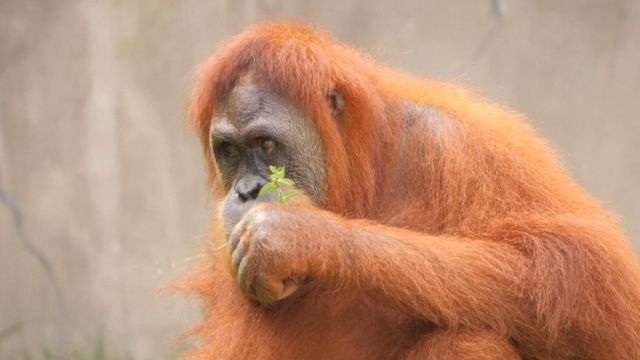 Rare: Orangutan mom-to-be expecting twins 