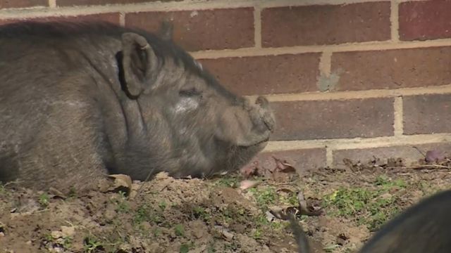 Unwelcome guests: Hogs running wild in South Carolina neighborhood 