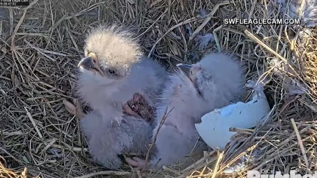 Second eaglet hatches in Florida nest 