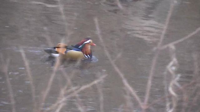 Extremely rare duck spotted in Kansas 