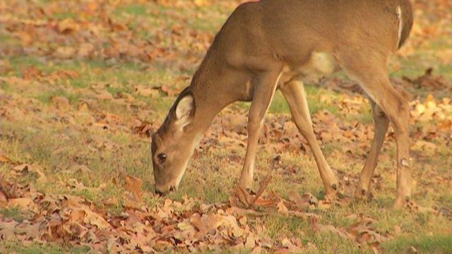 New research shows COVID rampant among deer in U.S.