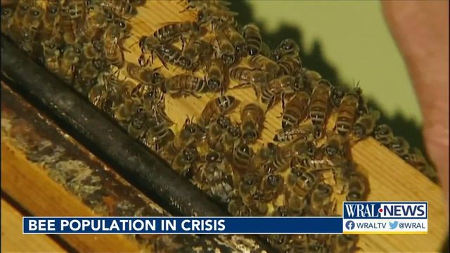 'Bee's are dying': Drought killing bees could have impact on U.S. produce 