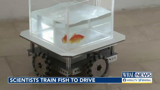 Scientists teach goldfish how to drive in new experiment 