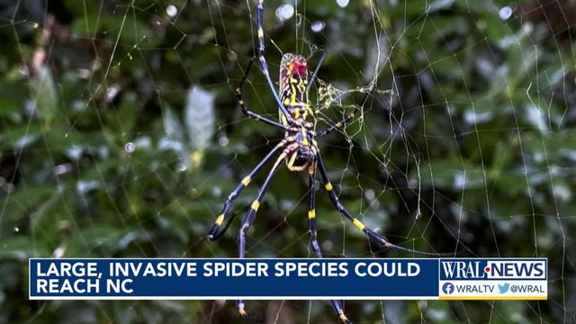 Large, invasive spider species could reach NC