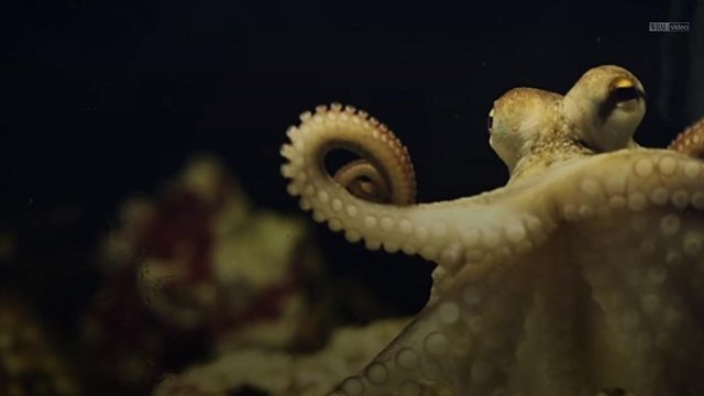 Fossil find suggests octopuses were around before dinosaurs 