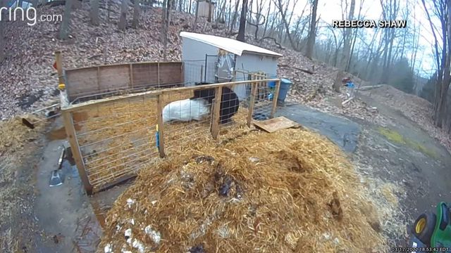 Ring doorbell cam shows pigs fight off bear 