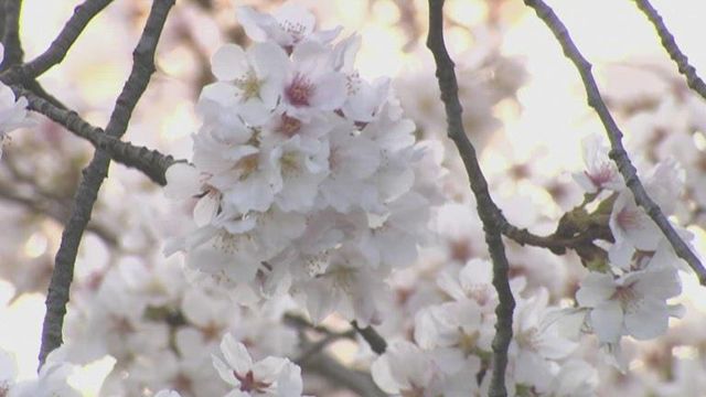 Washington, D.C. cherry blossoms in peak bloom 