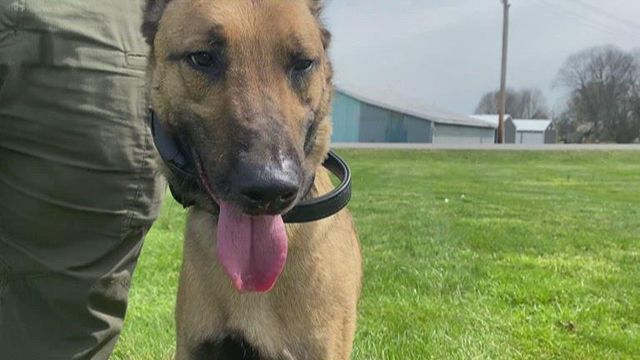 K-9 competition brings 32 dogs together from eight different states