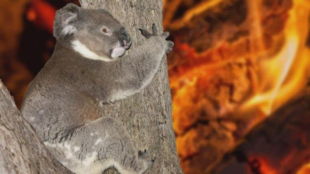 Koalas now listed as endangered as fires, flooding devastates Australia 