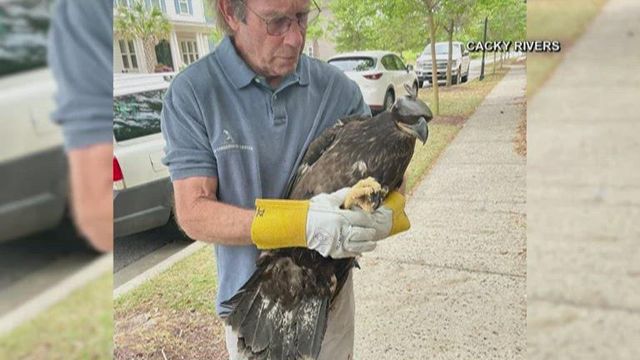 SC bald eagle rescued, returned home after injured during storm 