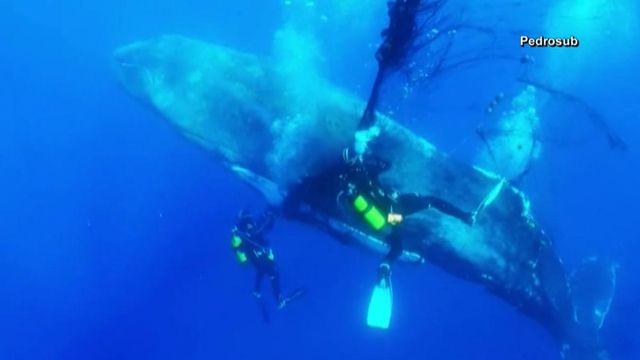 Underwater rescue: Divers free trapped whale 