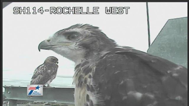 Red-tailed hawks come and roost on Texas DOT traffic cameras 