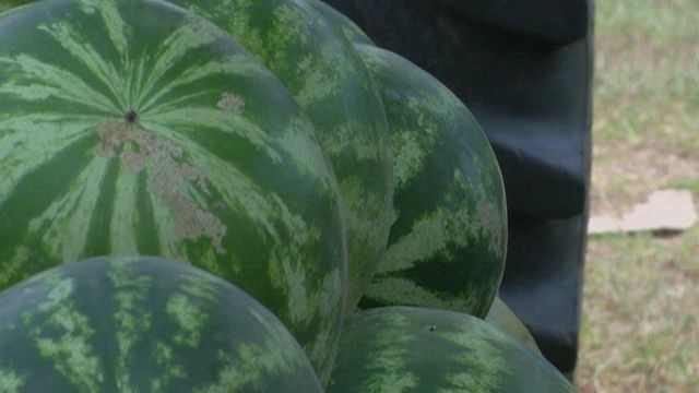 Drought stunts watermelon season