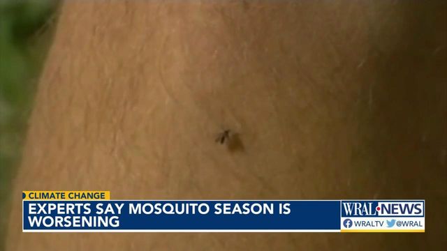 Mosquito population is also expected to boom, health experts say
