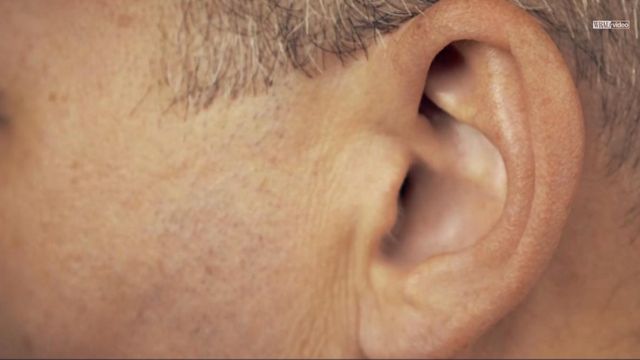 Study suggests human middle ear evolved from fish gills 