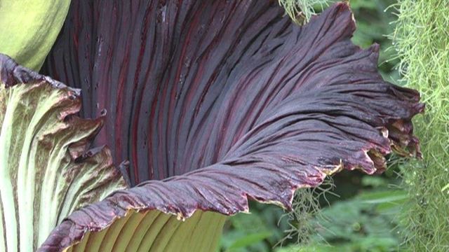 Corpse flower blooms in St. Louis