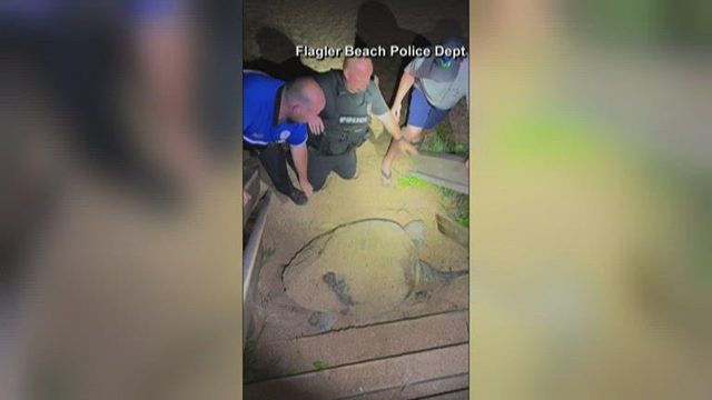 Officers help large sea turtle make U-turn after getting trapped