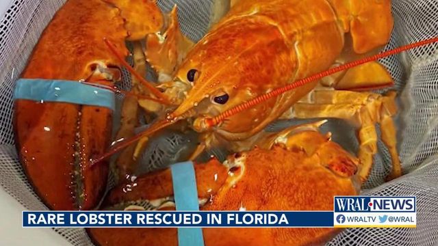 Rare orange lobster rescued in Florida