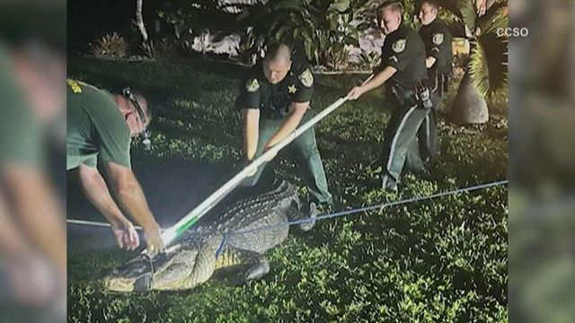 Florida man finds alligator in driveway in middle of the night