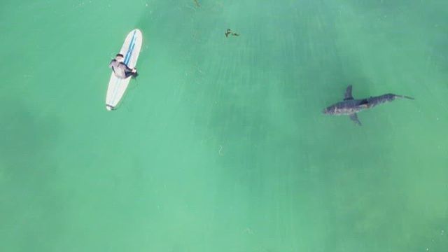 Some beaches turn to drones to catch sharks swimming close to shore