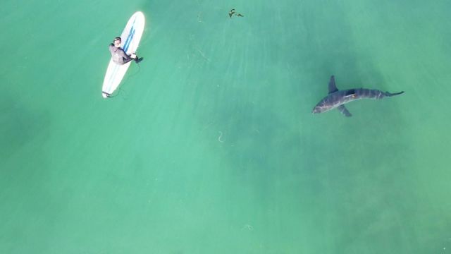 Beaches use drones to find sharks