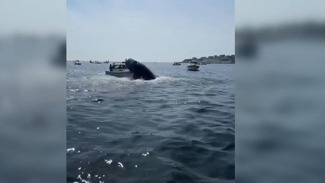 Humpback whale crashes into boat