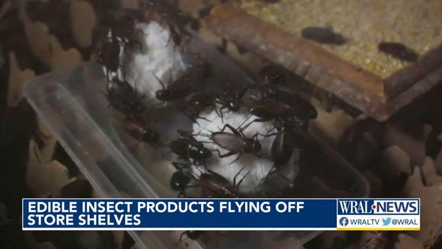Could edible insects solve problems of hunger and climate change?