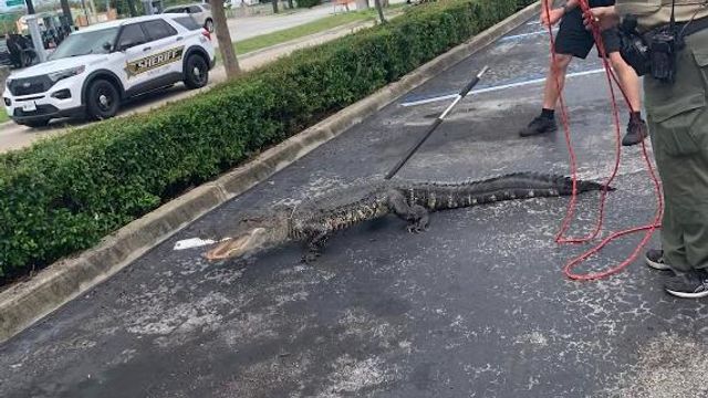 Florida deputies wrestle with gator in Wendy's parking lot