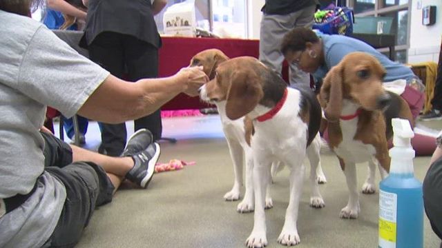 More beagles up for adoption following rescue from research lab