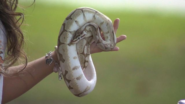 Pet snake was almost crime victim