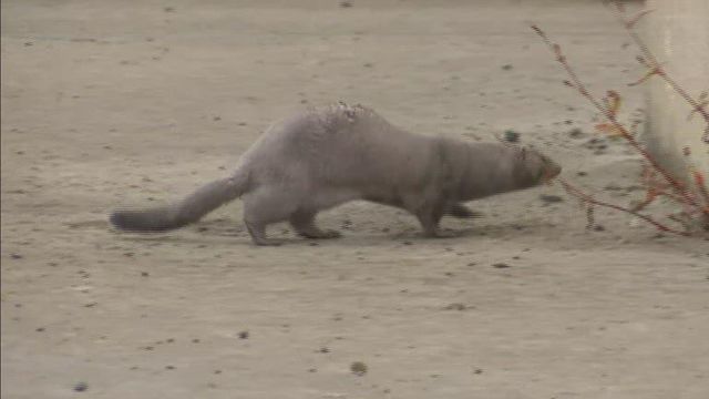 Minks on the loose after release from farm
