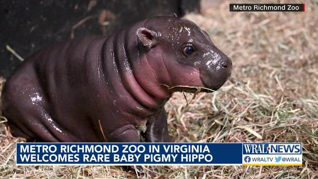 Endangered hippo born at The Metro Richmond Zoo