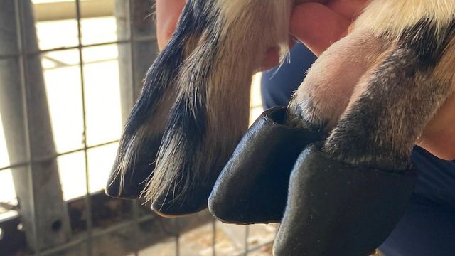 Goat in SC gets a prosthetic hoof