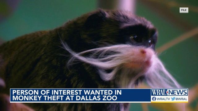 Man wanted for questioning after monkeys go missing from Dallas zoo