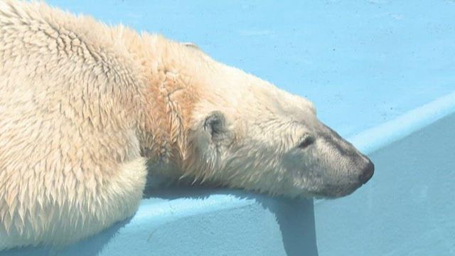 Beloved polar bear dies after getting into fight at zoo