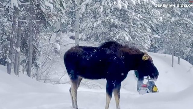 On cam: Moose charges at family riding snow mobiles 